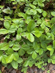 Fragaria