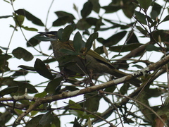 Meliphaga lewinii