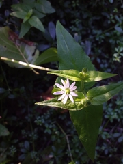 Stellaria aquatica
