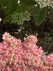 Brachycera