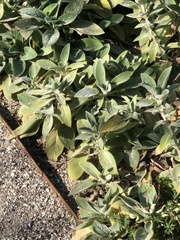Stachys byzantina