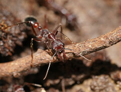 Myrmecia forficata