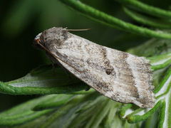 Phyllophila obliterata