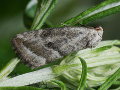 Phyllophila obliterata