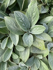 Stachys byzantina