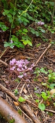 Cyclamen hederifolium