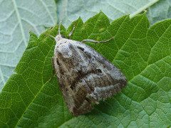 Phyllophila obliterata