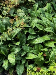 Pulmonaria officinalis