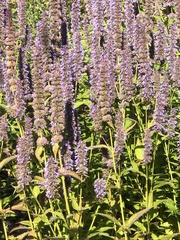 Agastache foeniculum