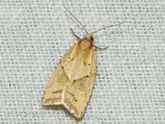 Clepsis therina