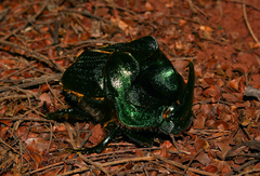 Coprophanaeus ensifer