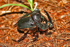 Coprophanaeus ensifer