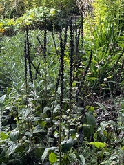 Verbascum densiflorum