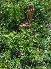 Anemonastrum fasciculatum
