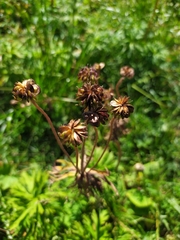 Anemonastrum fasciculatum