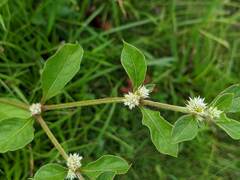 Alternanthera