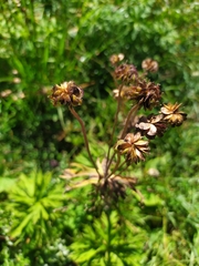 Anemonastrum fasciculatum