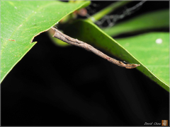 Miagrammopes orientalis