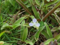 Murdannia loriformis