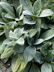 Stachys byzantina