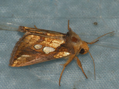 Plusia festucae