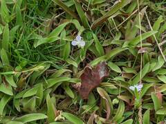Murdannia loriformis