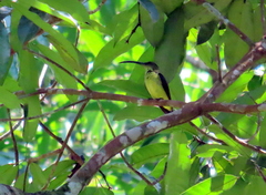 Arachnothera robusta