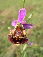 Ophrys truncata