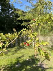 Crataegus laevigata
