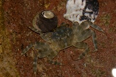 Leptograpsus variegatus