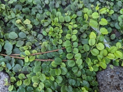 Evolvulus nummularius