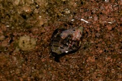 Muricidae