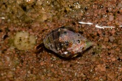 Muricidae