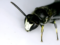 Hylaeus