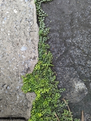 Evolvulus nummularius