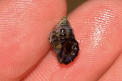 Muricidae