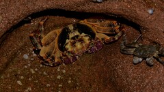 Leptograpsus variegatus