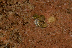 Echinolittorina australis