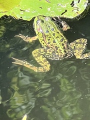 Pelophylax