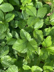 Fragaria vesca