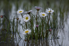 Allittia cardiocarpa