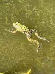 Pelophylax