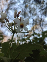 Sparrmannia africana