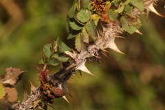 Rosa spinosissima