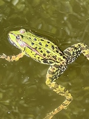 Pelophylax