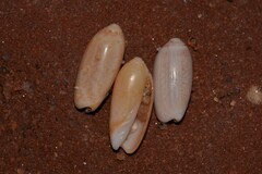 Oliva australis