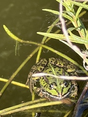 Pelophylax