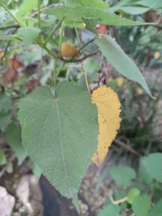 Sparrmannia africana