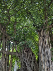 Ficus microcarpa