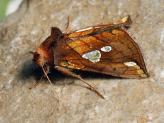 Plusia putnami